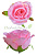 Головка розы розовая