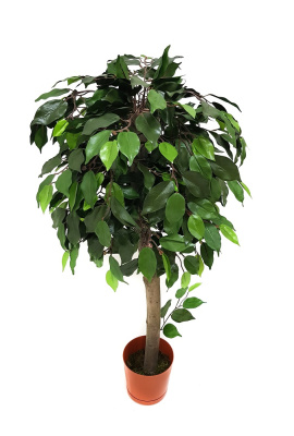 Картинка с сайта