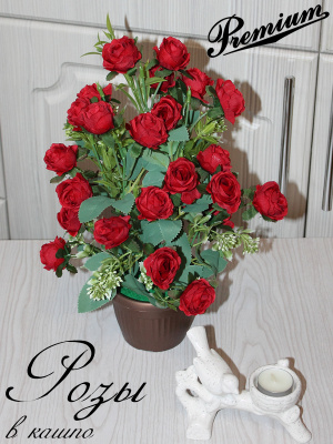 розы в горшке