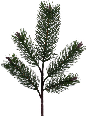 Ветка сосны