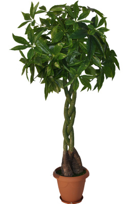 Пахира (Хлебное дерево)-А-15-06-1