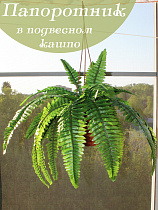 папоротник в подвесном кашпо