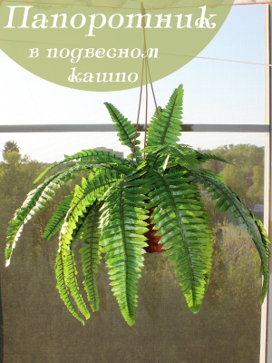 папоротник в подвесном кашпо