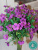 фиалки (букет)