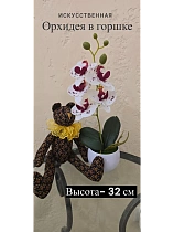 Орхидея в горшке