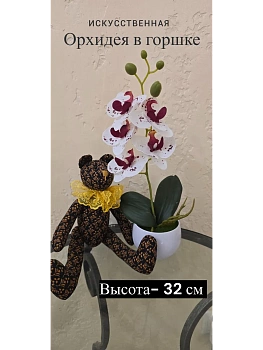 Орхидея в горшке