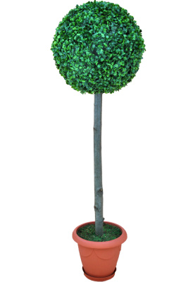 Самшитовое дерево-А-00-51-7